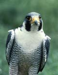 Pergrine Falcon