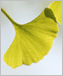 a photo of a ginkgo leaf.