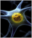 an illustration of a neuron.