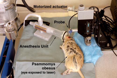 Photo - Close-up view of experimental set-up for prototype dynamic light scattering ocular probe, sand rat and anesthesia unit