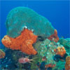 Photo of corals.