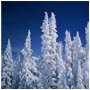 Snowcovered Trees