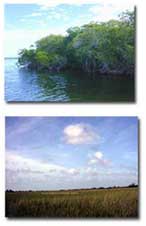 photos showing florida bay and the everglades