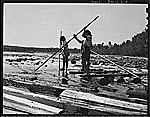 Women workers employed by a U.S. Department of Agriculture timber salvage sawmill