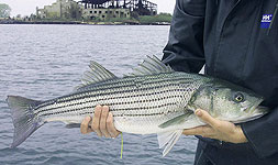 Tagged Striper Fish named 'Net Free' adopted by Congressman Jim Saxton