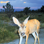 Mule deer photographed at spring.