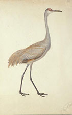 Sandhill crane