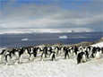 An Adelie penguin colony near the Copa field camp on King George Island.