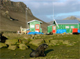 An Antarctic fur seal lounges in front of the Cape Shirreff field camp on Livingston Island.