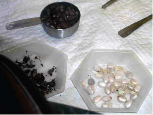 Whole beans, shells, and husks from castor beans
