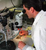 The stereo binocular microscope is routinely used for the preliminary analysis of trace evidence.