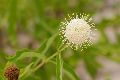 View a larger version of this image and Profile page for Cephalanthus occidentalis L.