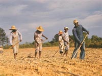 Chopping cotton on rented land near White Plains