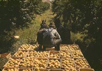 Hauling crates of peaches from the orchard to the shipping shed