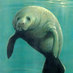 Manatee_2356_rockne_knuth_bigger