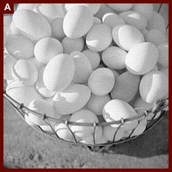 Eggs produced by poultry enterprise of Two Rivers Non-Stock Cooperative Association, a FSA (Farm Security Administration) project. Waterloo, Neb. 1941