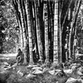 Giant Bamboo in the Botanic Garden, Ceylon