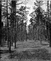 A New Jersey Pine Forest