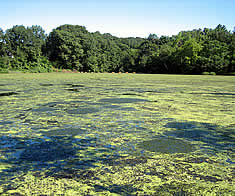 Photo: water covered with green growth.  Trees in the background.