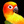 Conure Parrot Bird