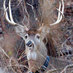 Thorthedeer_bigger