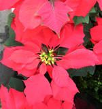 Poinsettia Paul Mikkelson 141tn