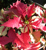 Poinsettia Strawberries&amp;Cream12_14_08 001tn