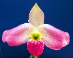 Paphiopedilum vietnamense