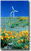 wind turbine with poppies