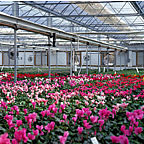 Geothermally heated greenhouse near Las Cruces, New Mexico