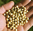 Photo of a man's hand holding soybeans.