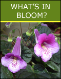 What's in Bloom