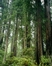 The ancient redwoods of the Headwaters Forest are over 2,000 years old and are national treasure.