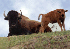 American Buffalo