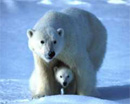 Polar Bears are endangered by climate change