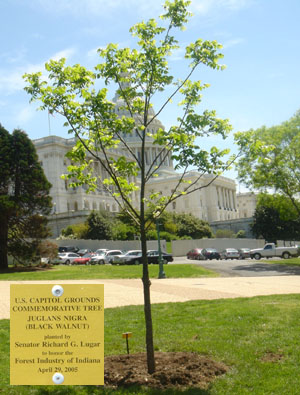 Senator Lugar's black walnut tree in April 2006.