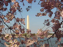 The Washington Monument viewed through the branches of a Cherry Blossom tree