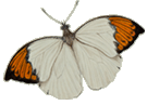 Butterfly exhibit illustration