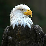 Photo of an American symbol - the bald eagle