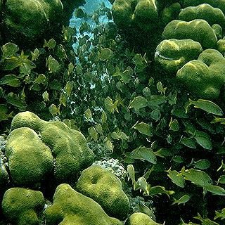 School of green fish in a green coral reef