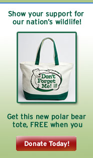 Donate today and get a FREE polar bear tote!