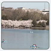 The Cherry Blossom Web Camera is one of several webcams available on www.doi.gov.