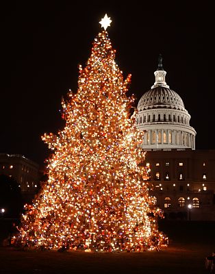 The 2001 Capitol Holiday Tree