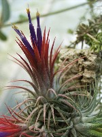 Tillandsia ionantha