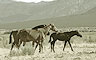 New Mexico Scenery: wild horses in open space