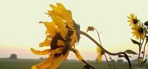 Sunflowers in a field