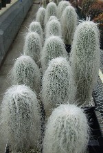 Cephalocereus senilis