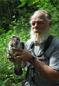 Widlife expert holding young peregrine falcon