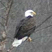 Bald eagle near Prairie du Sac hydroelectric dam in Wisconsin