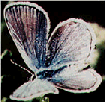 Karner blue butterfly